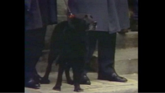 Le-chien-Baltique-tenu-en-laisse-par-Michel-Charasse-aux-obs%C3%A8ques-de-Fran%C3%A7ois-Mitterand-11-janvier-1996-3.jpg